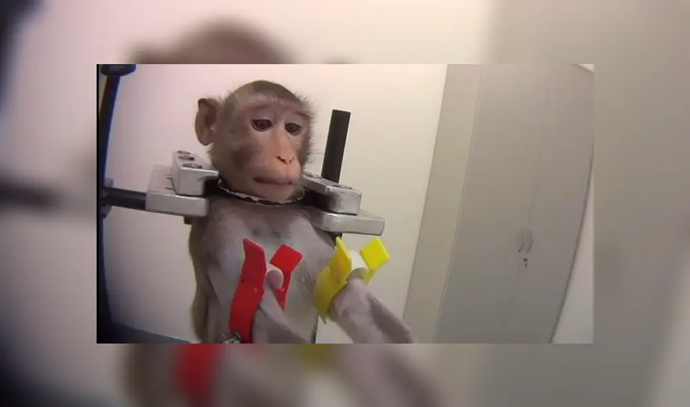 Monos colgados por el cuello y gatos con 13 extracciones de sangre: laboratorio de terroríficos experimentos [FOTOS] 