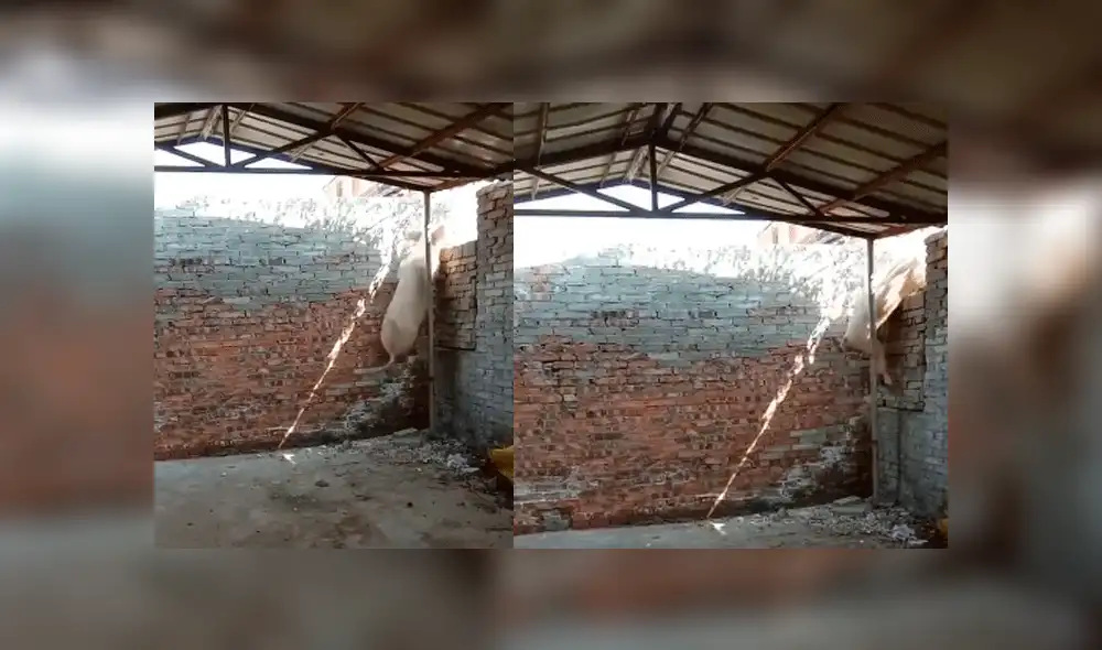 Facebook viral: cerdito intuye que lo matarán para Navidad y decide huir de casa frente a su dueño [VIDEO] 