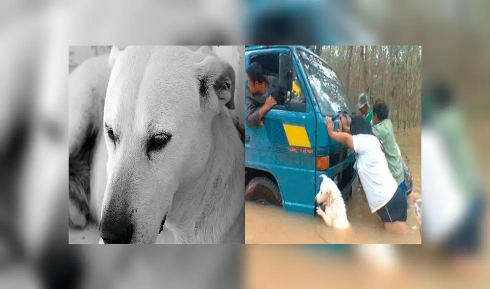 Facebook: Perro se vuelve viral al ser captado ayudando a empujar camión [VIDEO]
