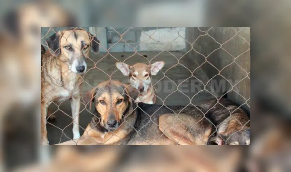 El nuevo reglamento del ayuntamiento de Tuxla Gutiérrez prohibirá venta de mascotas (Foto: Cuarto Poder MX)
