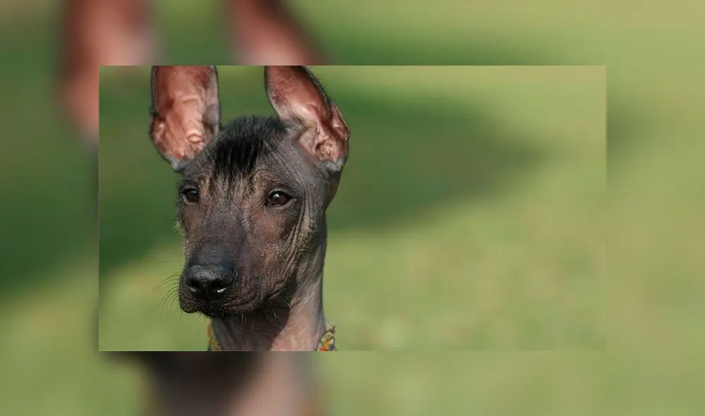 El Viringo se conoce también como el 'perro peruano sin pelo'. (Foto: Melissa Merino) El Viringo se conoce también como el 'perro peruano sin pelo'. (Foto: Melissa Merino)