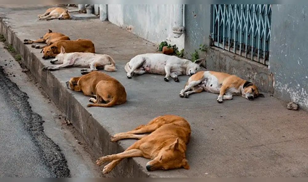 Rusia: matan a perros callejeros en sedes del Mundial 2018 Rusia: matan a perros callejeros en sedes del Mundial 2018
