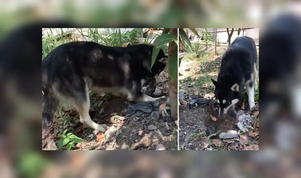 Desliza para ver los detalles del video viral publicado en YouTube. Foto: Captura. Desliza para ver los detalles del video viral publicado en YouTube. Foto: Captura.