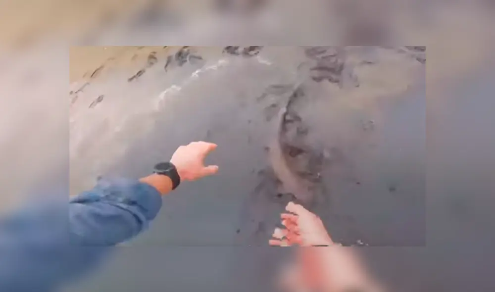 Desliza hacia la izquierda para ver el conmovedor rescate de tres tiburones. Imágenes virales de Facebook.