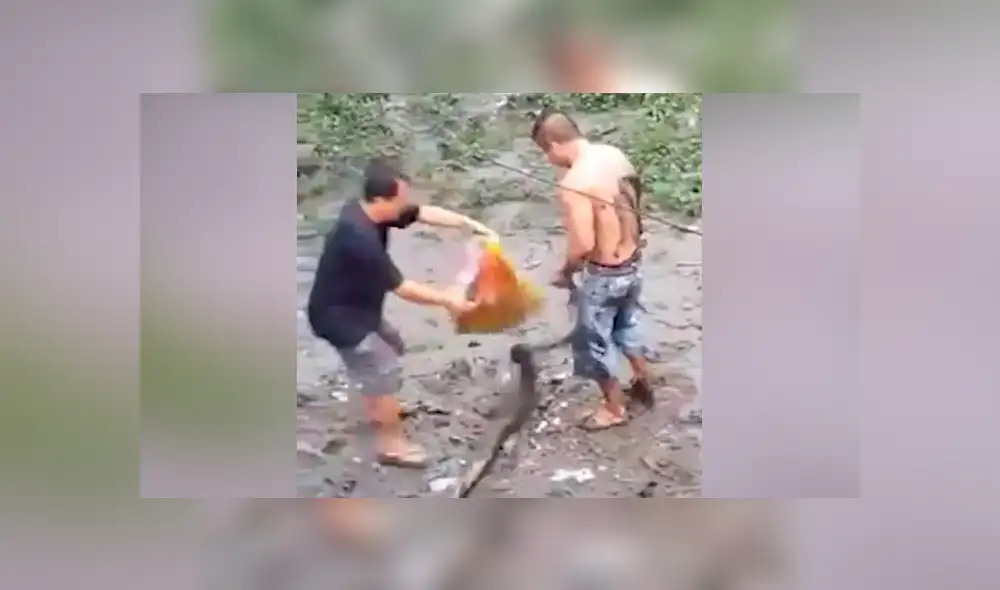 Desliza hacia la izquierda para ver el momento en que el hombre interfiere en la batalla de dos enormes serpientes en Filipinas. El video es viral en YouTube.