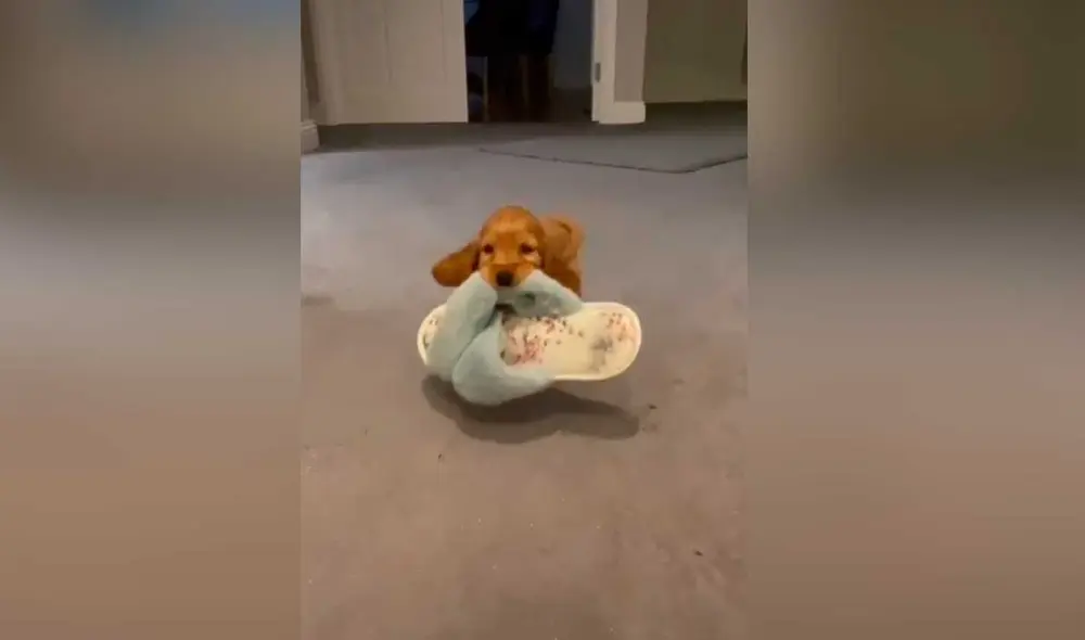 Desliza las imágenes para ver la curiosa escena que protagonizó este pequeño perro al escuchar que su dueña llegó a casa. Foto: captura de TikTok/@jessicathompson871 Desliza las imágenes para ver la curiosa escena que protagonizó este pequeño perro al escuchar que su dueña llegó a casa. Foto: captura de TikTok/@jessicathompson871