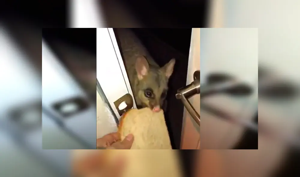 En YouTube, el pequeño animal hace unos ruidos para llamar la atención de la joven y obtener un poco de comida.