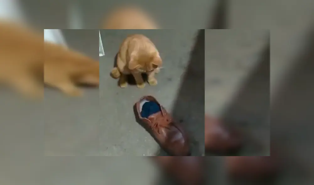 En Facebook, una joven grabó el momento que su gato puso a un indefenso ratón en unos zapatos para evitar que se fugue. En Facebook, una joven grabó el momento que su gato puso a un indefenso ratón en unos zapatos para evitar que se fugue.