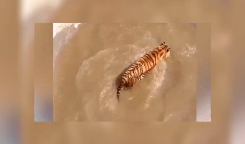 Facebook viral: Patos se burlan cruelmente de un feroz tigre, que entró a su hogar para devorarlos [VIDEO] 