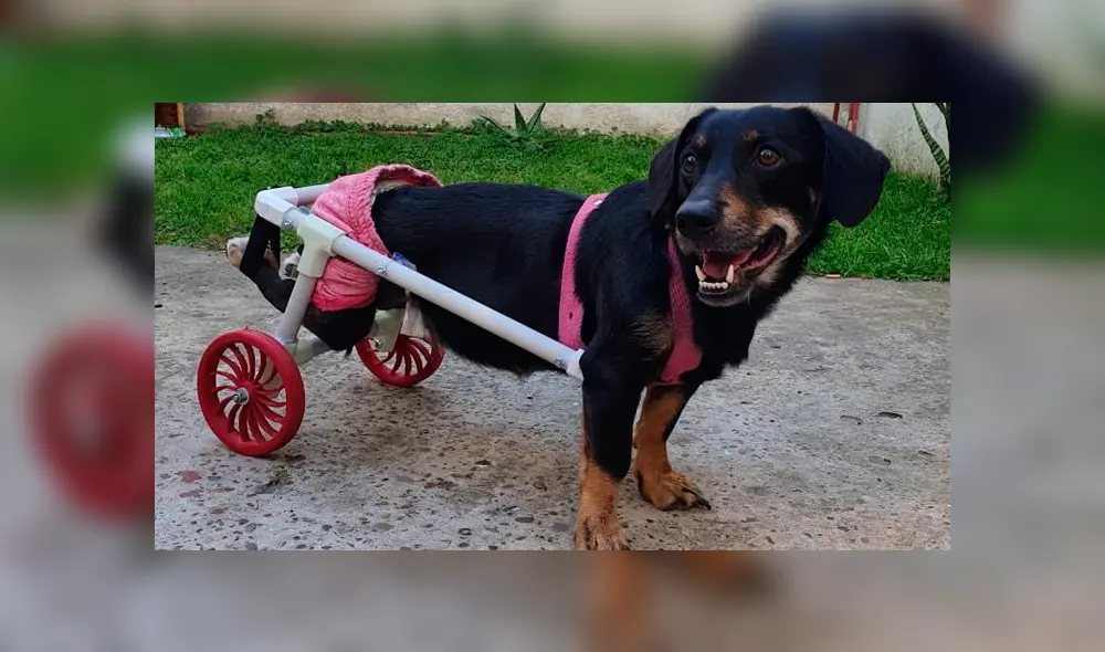 Los perritos lucen recuperados y pueden caminar. Foto: Twitter. Los perritos lucen recuperados y pueden caminar. Foto: Twitter.