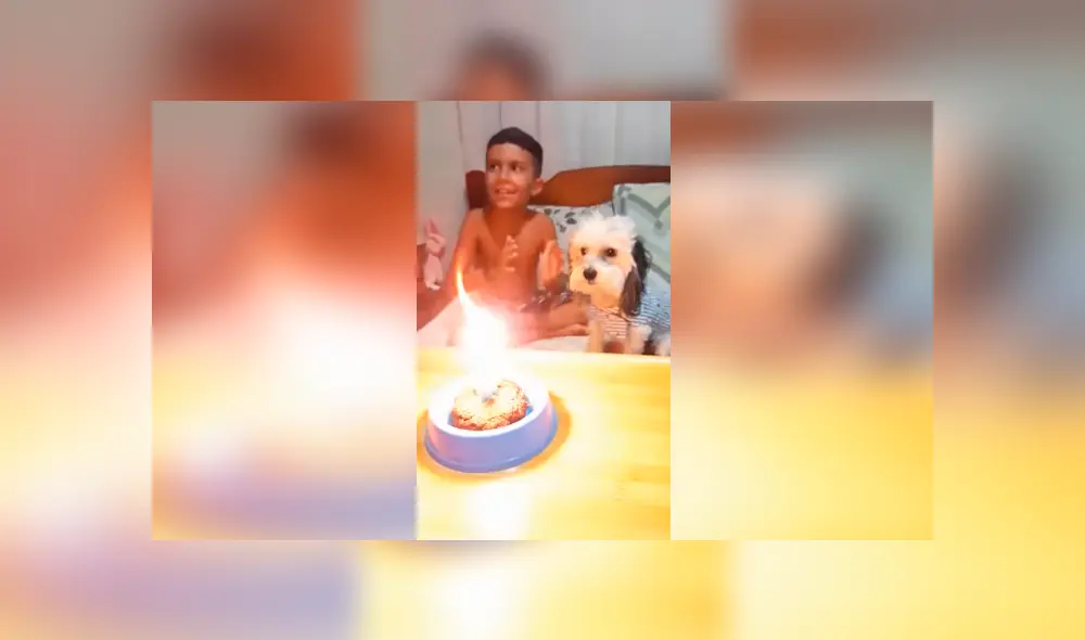 Desliza las imágenes para conocer la sorpresa que prepararon los integrantes de una familia para su mascota. Desliza las imágenes para conocer la sorpresa que prepararon los integrantes de una familia para su mascota.