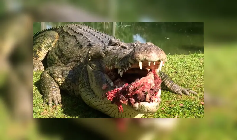 Jóvenes arrojan enormes trozos de carnes a piscina invadida de cocodrilos y sucede lo peor. Jóvenes arrojan enormes trozos de carnes a piscina invadida de cocodrilos y sucede lo peor.