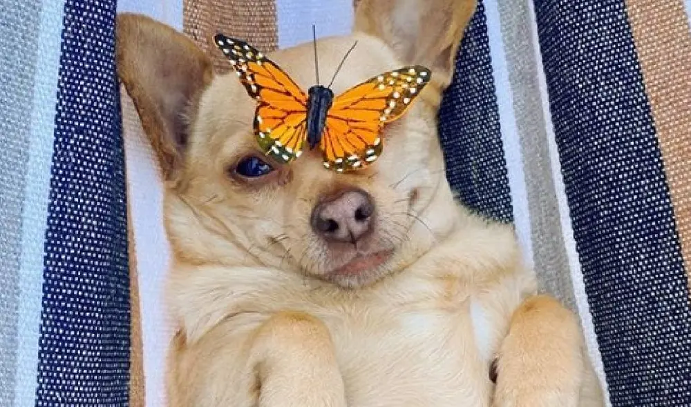 Desliza para ver las imágenes de la perrita Grace relajándose. Foto: @Scottyhubs Desliza para ver las imágenes de la perrita Grace relajándose. Foto: @Scottyhubs