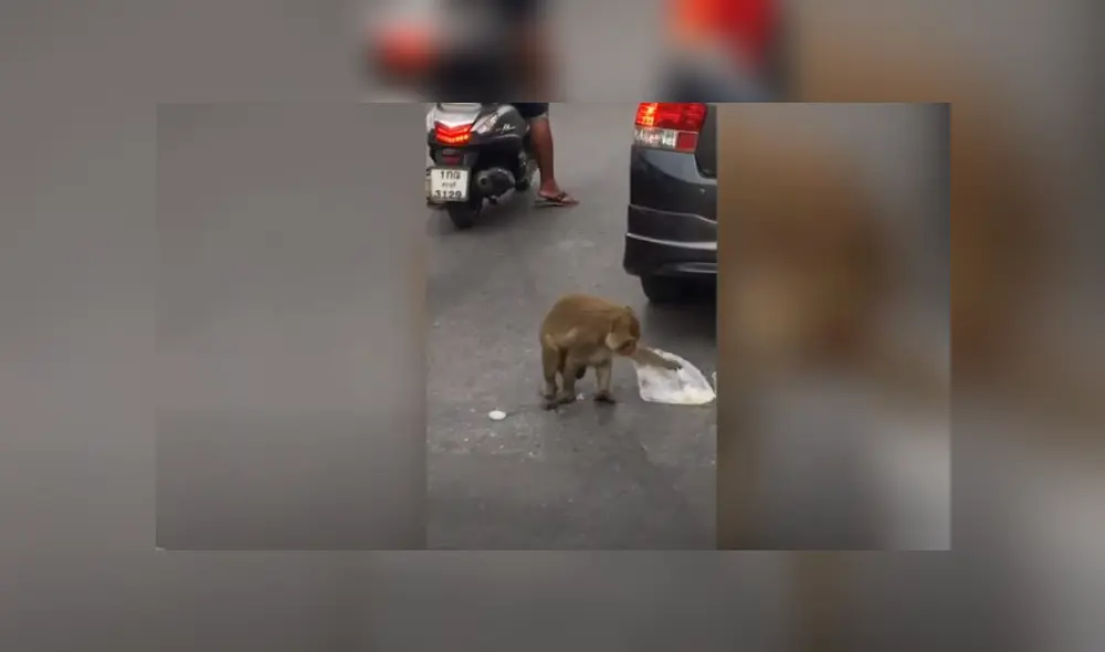 Video es viral en TikTok. El primate sorprendió a esposos en plena autopista y trepó su vehículo para llevarse la comida que cargaba uno de ellos. Fotocaptura: YouTube Video es viral en TikTok. El primate sorprendió a esposos en plena autopista y trepó su vehículo para llevarse la comida que cargaba uno de ellos. Fotocaptura: YouTube