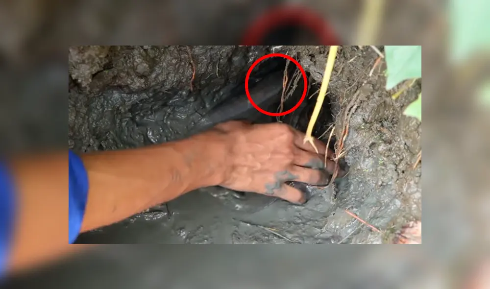 Un joven compartió en YouTube el hallazgo que hizo dentro de un extraño hoyo de barro, donde descubrió misteriosos peces con un aspecto aterrador Un joven compartió en YouTube el hallazgo que hizo dentro de un extraño hoyo de barro, donde descubrió misteriosos peces con un aspecto aterrador