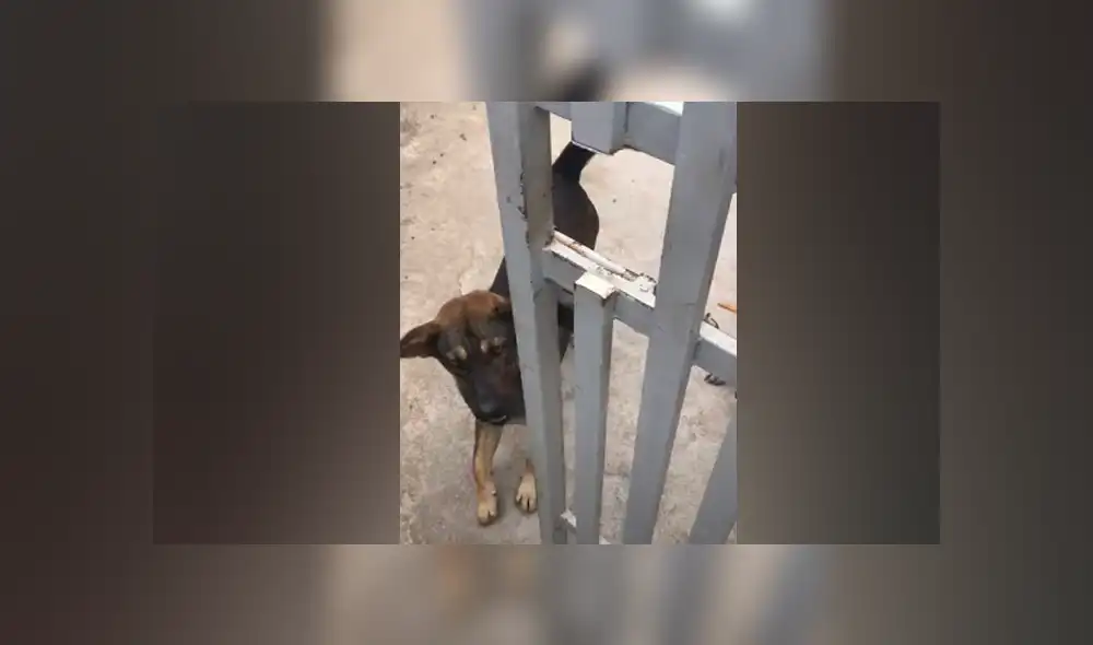 Desliza hacia la izquierda para ver las imágenes del viral de Facebook. Foto: Captura. Desliza hacia la izquierda para ver las imágenes del viral de Facebook. Foto: Captura.