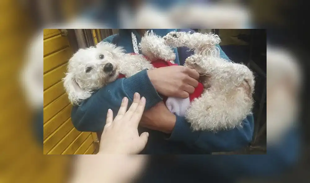 Mascota rescatada lleva un mes desaparecida Mascota rescatada lleva un mes desaparecida