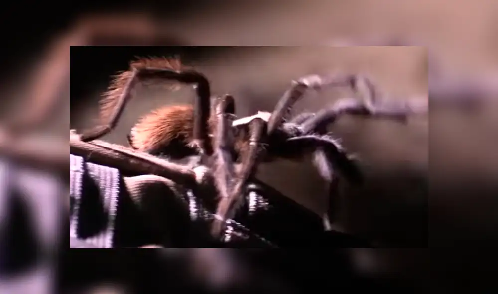 Desliza hacia la izquierda para ver la gigantesca serpiente que se hizo viral en un video de YouTube. Desliza hacia la izquierda para ver la gigantesca serpiente que se hizo viral en un video de YouTube.