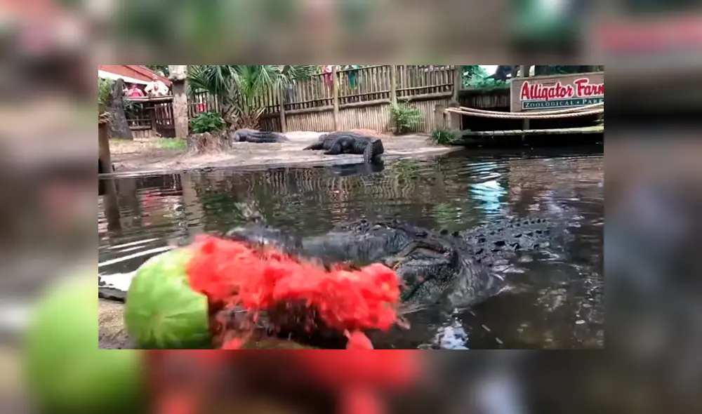 Hombre arroja sandía a la boca de enorme cocodrilo y este la destroza en mil pedazos [VIDEO] 