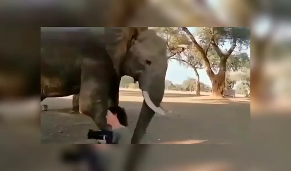 Enorme elefante tropieza con mujer y hace lo impensado para sacarla de su camino [VIDEO]