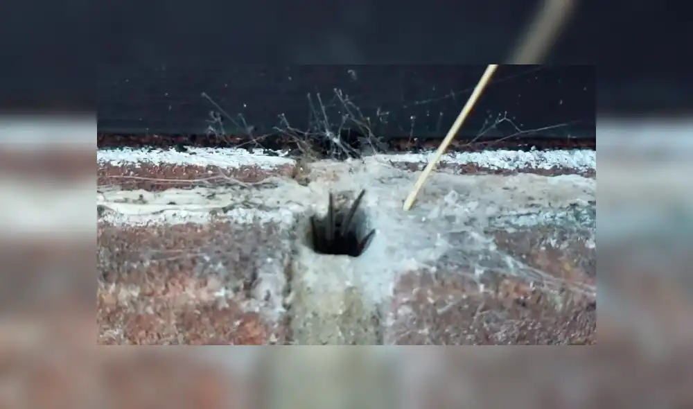 Un joven compartió un video que muestra la terrorífica criatura que surgió de un agujero, luego que fuera provocada con un palillo. Un joven compartió un video que muestra la terrorífica criatura que surgió de un agujero, luego que fuera provocada con un palillo.