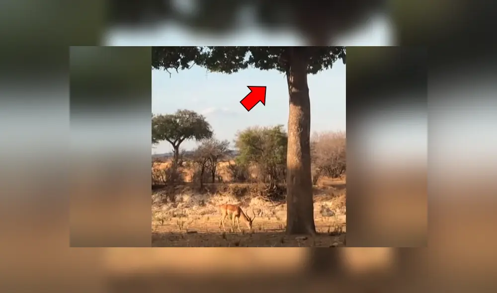 Distraído ciervo come pasto, sin imaginar que del árbol caería una enorme criatura para atacarlo [VIDEO] 