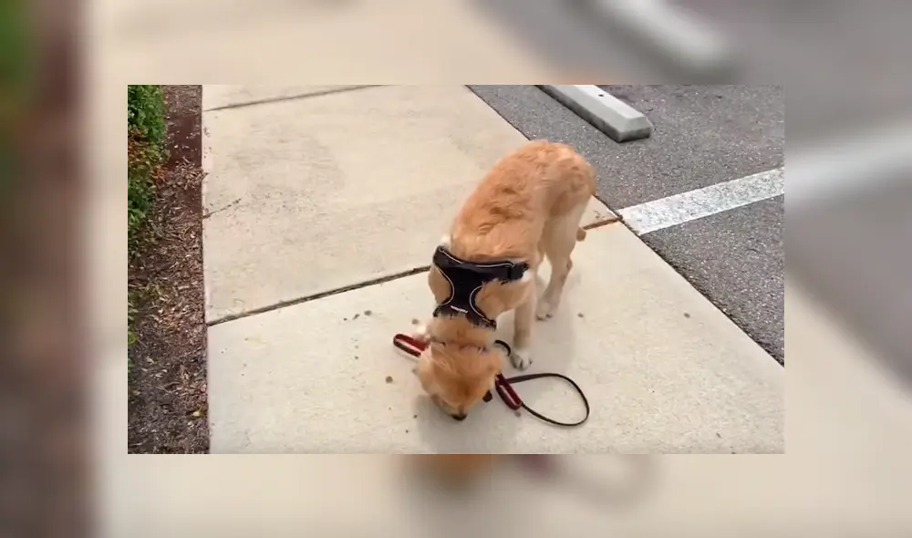 Desliza para ver los momentos más divertidos del video que se hizo viral en YouTube. Desliza para ver los momentos más divertidos del video que se hizo viral en YouTube.