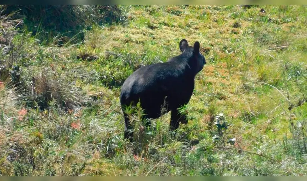 tapir tapir
