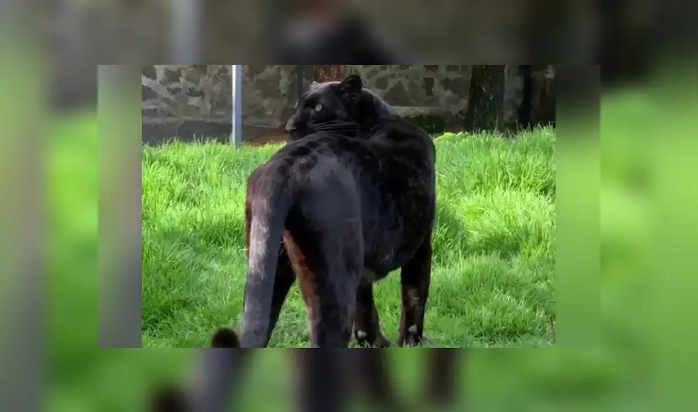 Desliza hacia la izquierda para ver las imágenes del viral de YouTube. Foto: Captura.