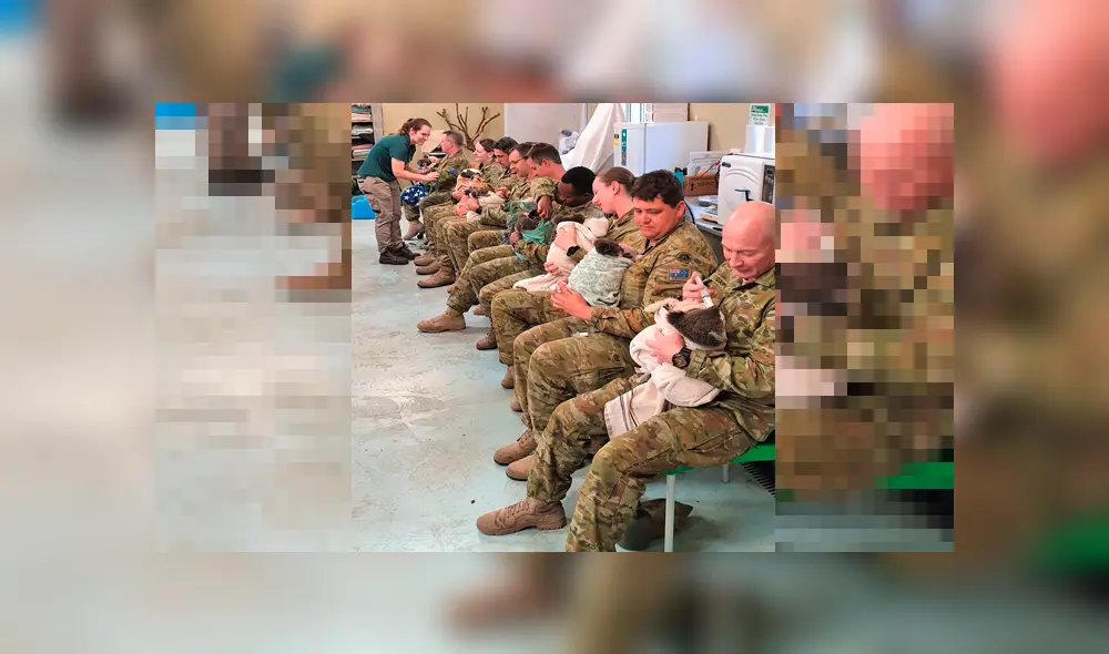 Militares cuidan en su hora de descanso a koalas afectados por incendios forestales [FOTOS] 