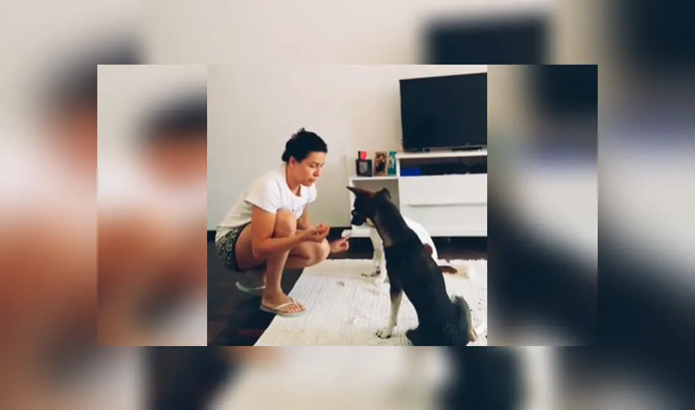 Desliza las imágenes para conocer la destreza de dos perros para comunicarse con su dueña de forma sencilla. Desliza las imágenes para conocer la destreza de dos perros para comunicarse con su dueña de forma sencilla.