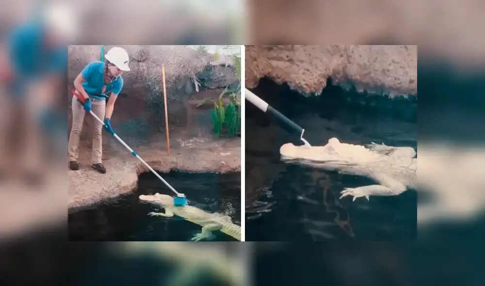 En YouTube, una joven cuidadora aseó a un peligroso cocodrilo y se sorprendió al notar su reacción. En YouTube, una joven cuidadora aseó a un peligroso cocodrilo y se sorprendió al notar su reacción.