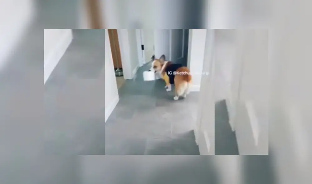 Video es viral en YouTube. La mujer hizo una prueba con el can y no dudó en grabarlo para mostrar su astuto comportamiento. Fotocaptura: Twitter Video es viral en YouTube. La mujer hizo una prueba con el can y no dudó en grabarlo para mostrar su astuto comportamiento. Fotocaptura: Twitter