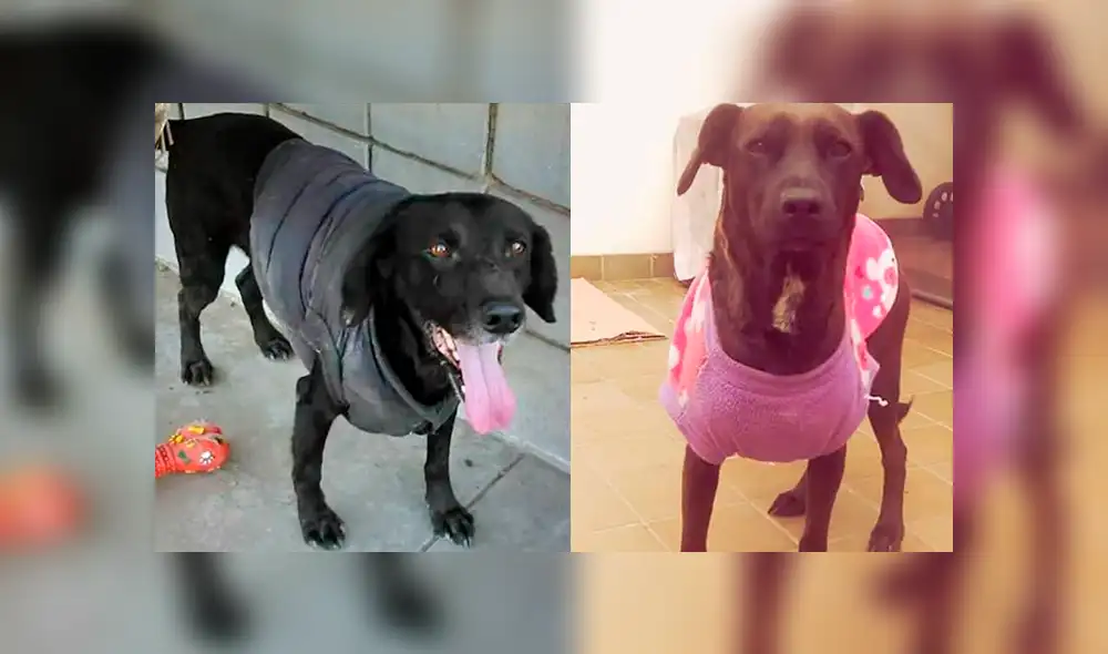 En Facebook, indignación por perros envenenados en Universidad Agraria La Molina [FOTOS]