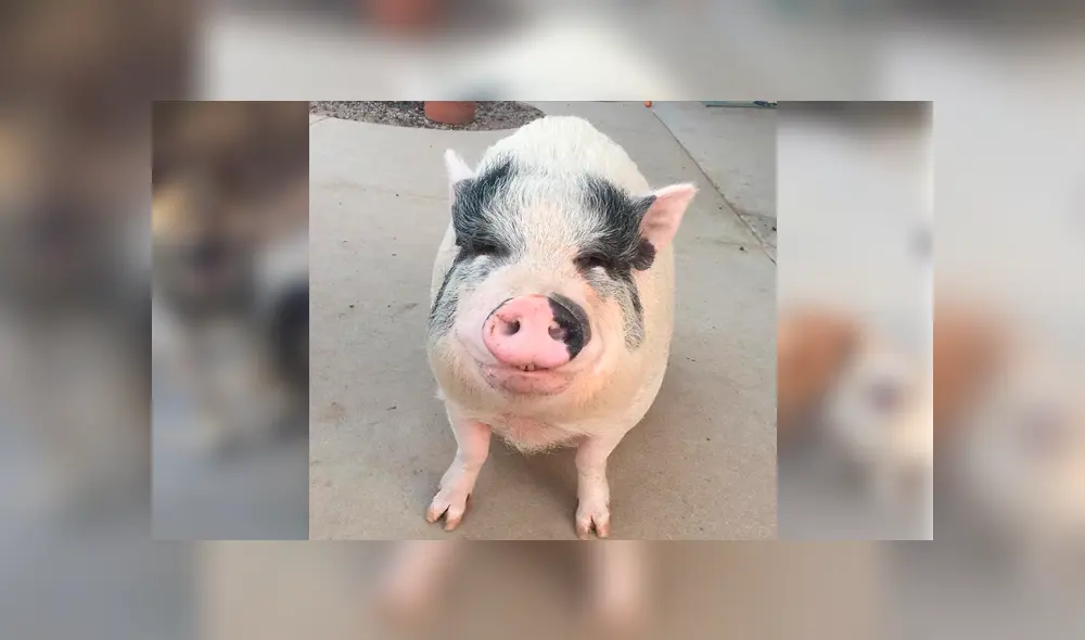 Desliza para ver las fotos que se volvieron tendencia en Facebook. Foto: Captura.