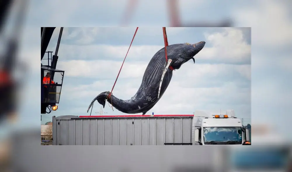 Ballena embarazada muere luego de quedar atrapada en red de pesca [FOTOS]