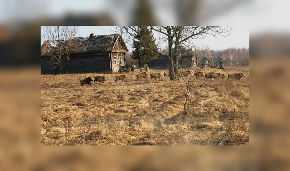 La vida florece en Chernobyl a pesar de ecosistema radiactivo [FOTOS]