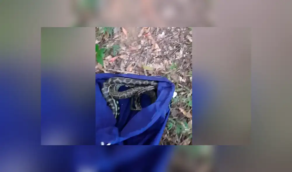 Un video viral muestra el momento en el que un hombre se encuentra cara a cara con dos enormes serpientes. Un video viral muestra el momento en el que un hombre se encuentra cara a cara con dos enormes serpientes.