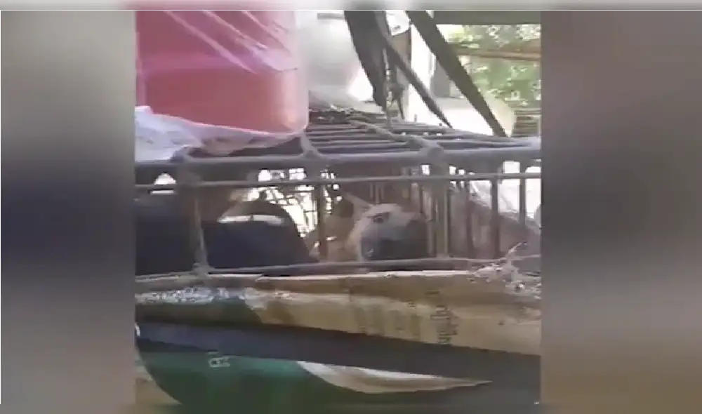 Graban condiciones de maltrato a perros en matadero de Camboya [VIDEO y FOTOS]