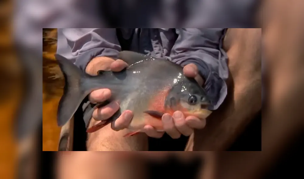 Desliza hacia la izquierda para ver la extraña apariencia del pez que capturó Jeremy Wade en 'Monstruos de río'. El video es viral en YouTube. Desliza hacia la izquierda para ver la extraña apariencia del pez que capturó Jeremy Wade en 'Monstruos de río'. El video es viral en YouTube.