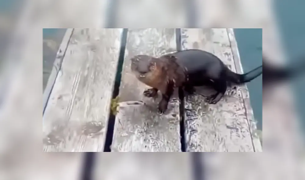 Un hombre se topó con una extraña criatura que emergía del mar y quedó atónito cuando descubrió su verdadera identidad. Un hombre se topó con una extraña criatura que emergía del mar y quedó atónito cuando descubrió su verdadera identidad.