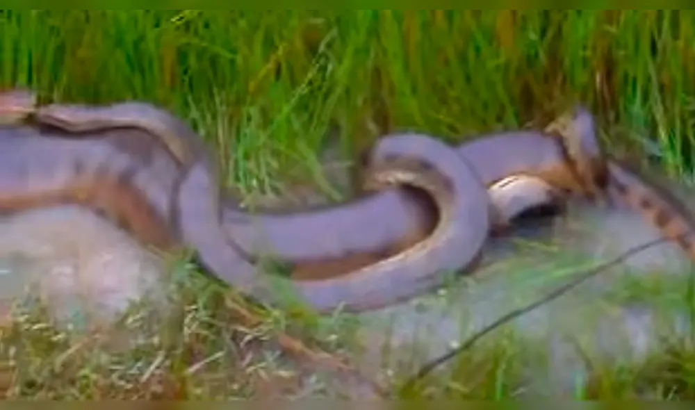 YouTube viral: graban momento exacto en que enorme anaconda se aparea con diminuta serpiente y video asombra al mundo