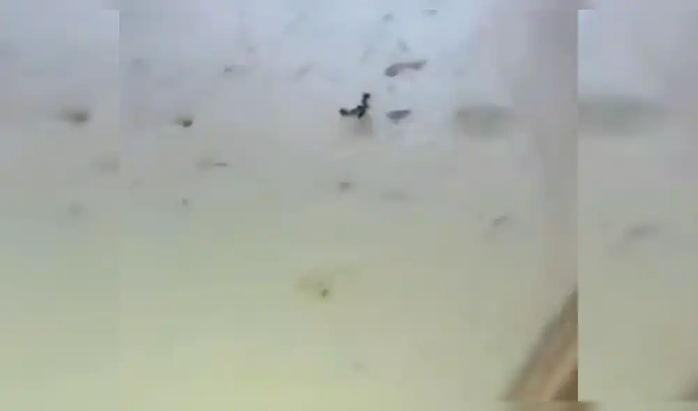 En Facebook: Hormigas luchan a muerte y al ocurre algo insólito[VIDEO]