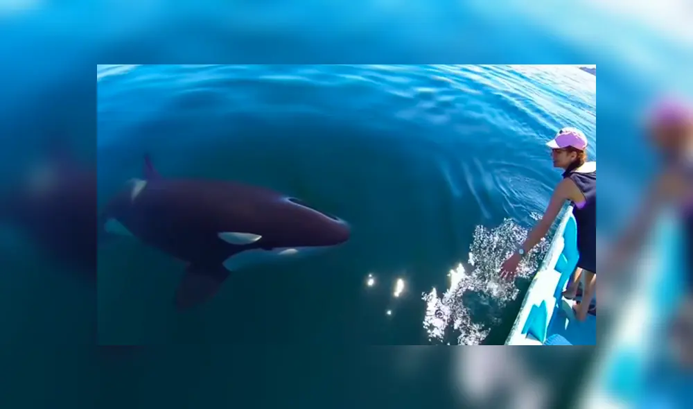 Facebook viral: recorren océano y se topan con misteriosa criatura que tiene increíble reacción al verlos Facebook viral: recorren océano y se topan con misteriosa criatura que tiene increíble reacción al verlos