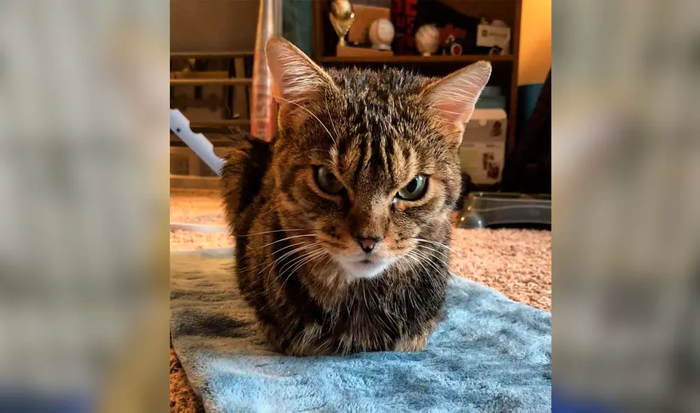 Desliza las imágenes para conocer a Giggles el amoroso gato con la cara de gruñón. Foto: Facebook