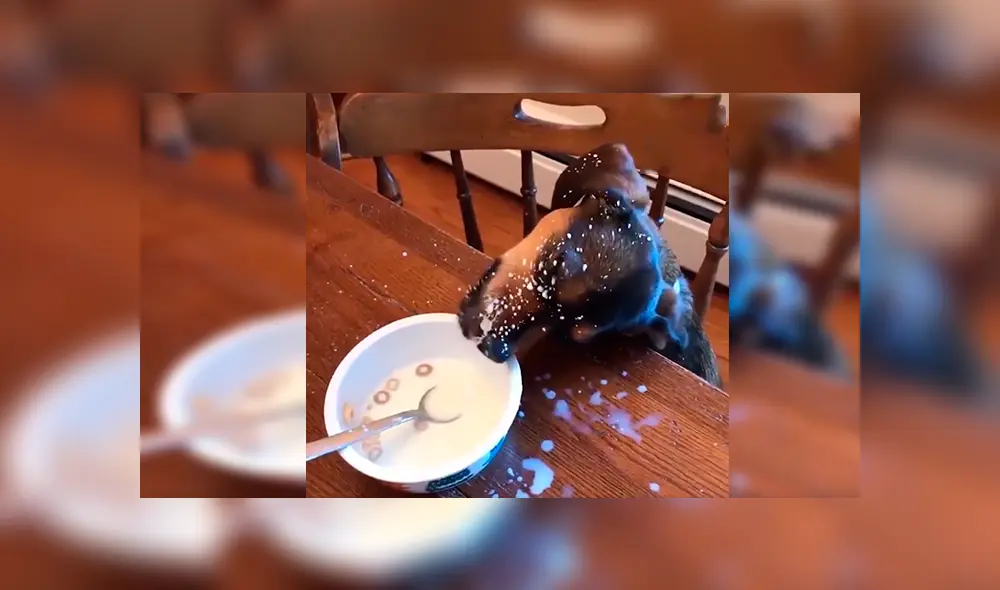 En Facebook, un chico no imaginó que su perro devoraría su desayuno aprovechando su distracción. En Facebook, un chico no imaginó que su perro devoraría su desayuno aprovechando su distracción.