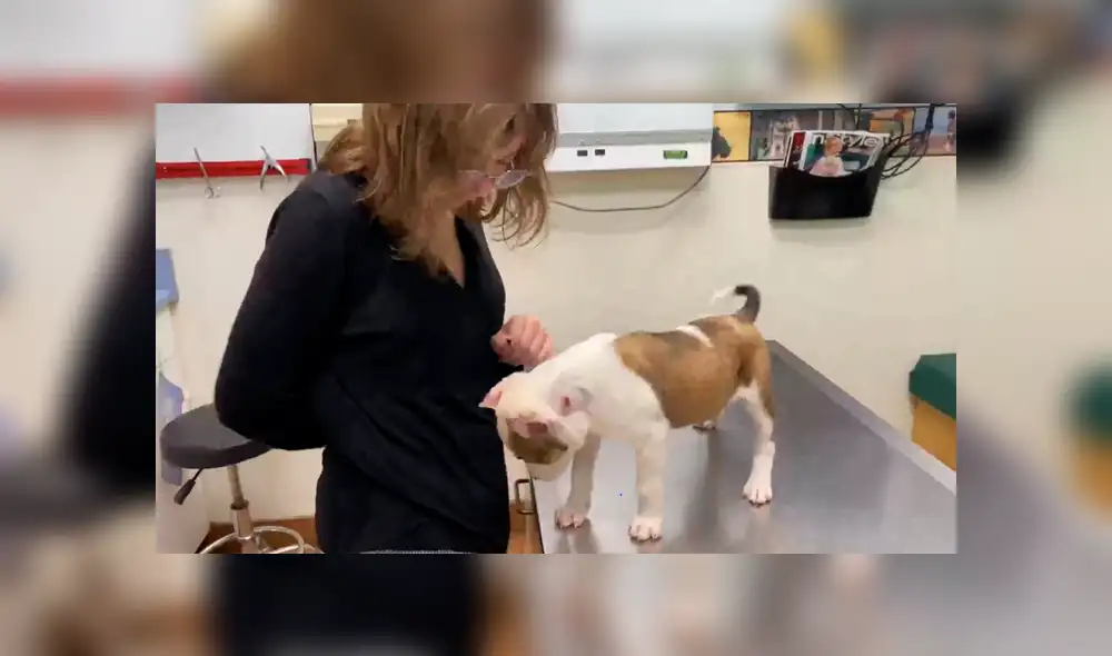 Sacha Cobbert publicó a través de las redes sociales el cruel maltrato animal de un perro que deambulaba adolorido por las calles.