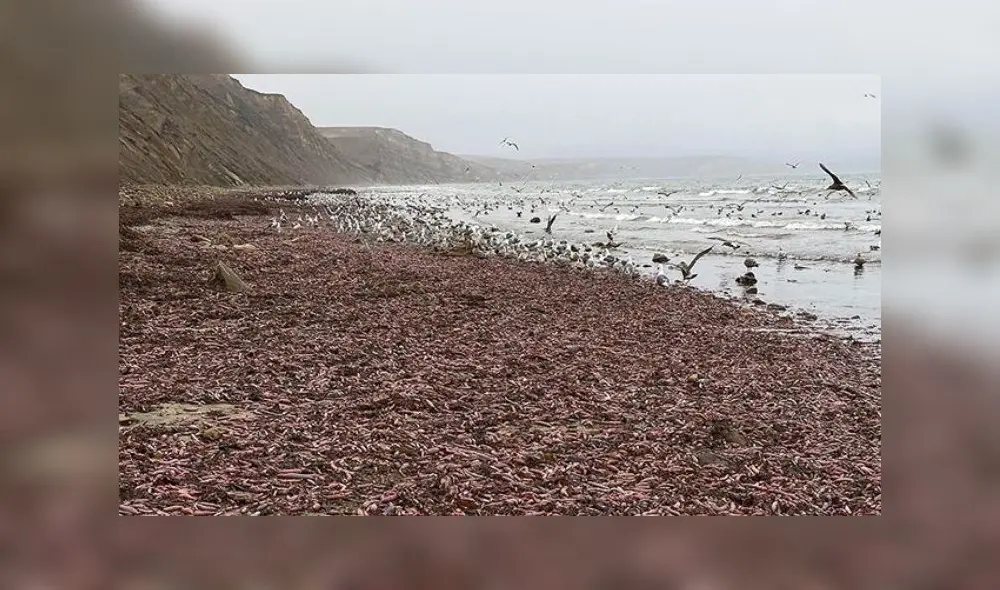 El ‘gusano gordo posadero’ considerado como un delicioso manjar vive en aguas pocos profundas de Japón, China y Corea. Foto: Difusión.