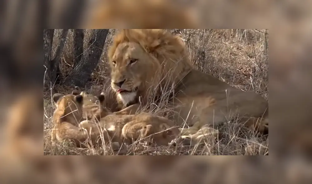 El video que compartió una turista en Facebook muestra una curiosa escena de una manada de leones. El video que compartió una turista en Facebook muestra una curiosa escena de una manada de leones.