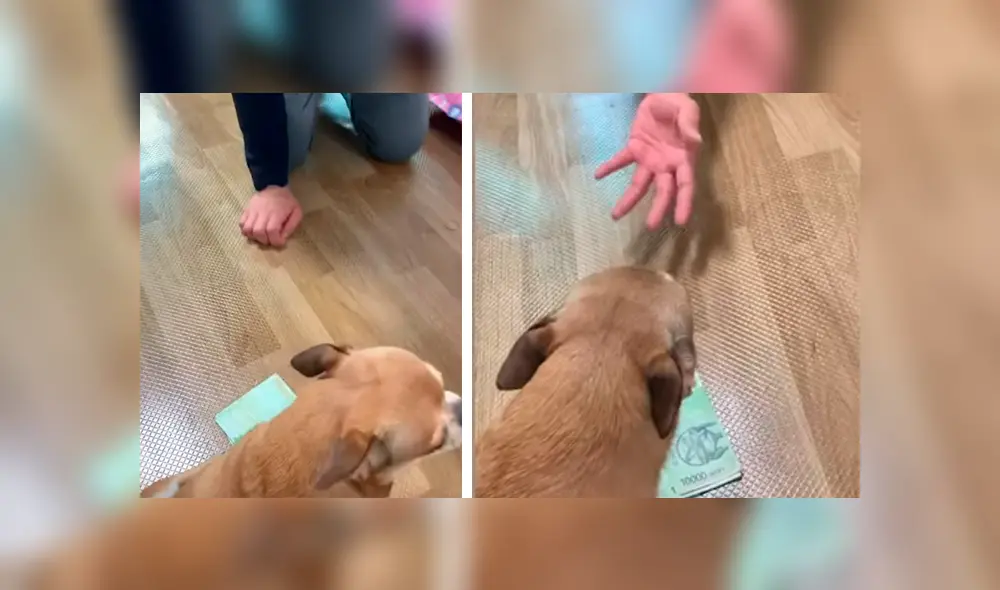 El dueño del can grabó la peculiar conducta de su mascota cada vez que se acercaban a un fajo de billetes de su pertenecía. La graciosa escena se hizo viral en Facebook y YouTube El dueño del can grabó la peculiar conducta de su mascota cada vez que se acercaban a un fajo de billetes de su pertenecía. La graciosa escena se hizo viral en Facebook y YouTube